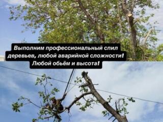 Спил деревьев любой сложности. Работаем счатниками и с организациями
