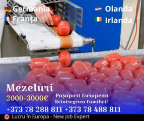 Lucru în Germania și Olanda - mezeluri, sere, fructe și legume!