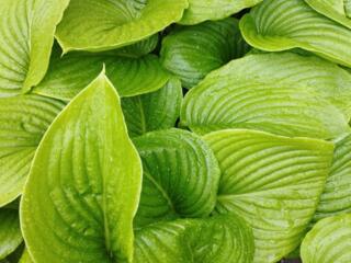 Продам кусты ЮККИ. ИРИСЫ РАЗНЫЕ