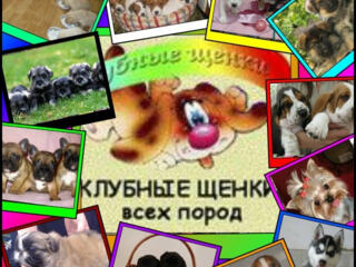 Клубные щенки разных пород