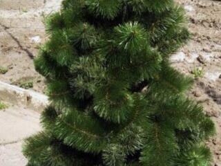 Продаю искусственную ёлку 1,7 м (как новая) — 900 ₽