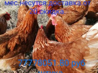 Продаю кур несушек. Ломан Браун. Несутся. 11 месяцев.