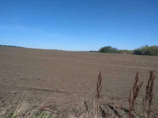 продаж ділянка сільськогосподарського призначення Іллінецький, Кантели