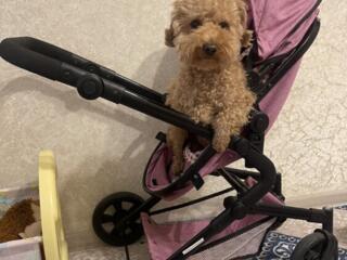 Пудель той мальчик ВЯЗКА