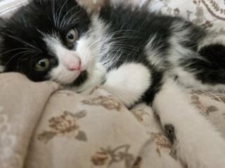 Отдам котят в хорошие руки