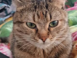 Отдам в добрые руки кошку