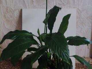 Шикарные комнатные растения