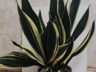 Шикарные комнатные растения