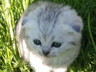 Продаются чудесные шотландские котята