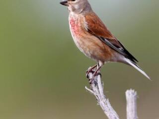 Продам: кенар, зеленуха, репел