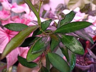 Хойя Розита, Кримсон Квин