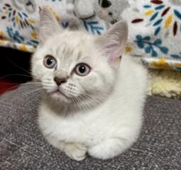 Шотландские котята. Девочка. С прививкой.