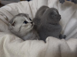 Недорого! Продаются чистокровные шотландские котята