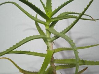 Aloe Vera; Алоэ Вера
