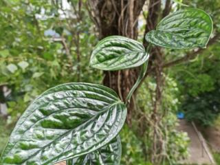 Монстера Перу