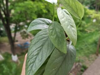 Эпипремнум Себу Блю, Эпипремнум Неон