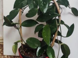 Шикарные комнатные растения