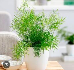 Куплю аспарагус