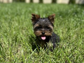 Йоркширский терьер / Yorkshire terrier / Йорк