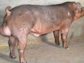 Продам свинину, поросят, так же есть ХРЯК.