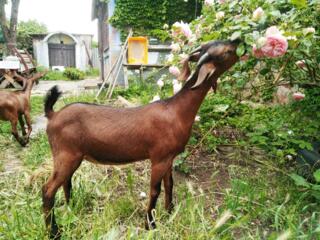 Продаются 2 козочки 75% породы