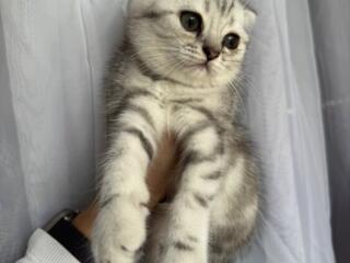 Шотландские котята.