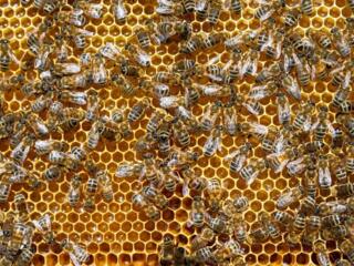 Продаю пасеку, пчелы, пчелосемьи