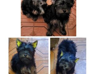 Щенки Йорка