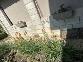 Продам цветы книфофофия,