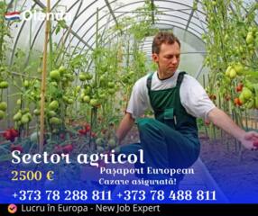 Lucru în Olanda - sector agricol, teplițe, fructe și legume!