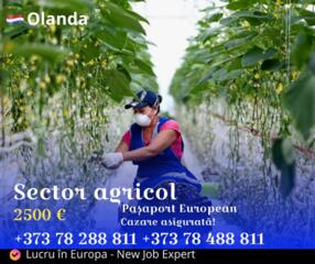 Lucru în Olanda - sector agricol, teplițe, fructe și legume!