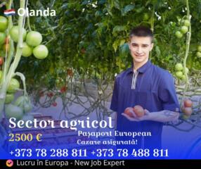 Lucru în Olanda - sector agricol, teplițe, fructe și legume!