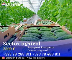 Lucru în Olanda - sector agricol, teplițe, fructe și legume!