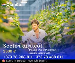 Lucru în Olanda - sector agricol, teplițe, fructe și legume!