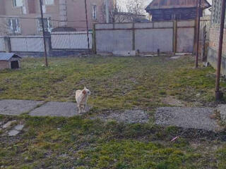 продаж 1-к будинок Хустський, Кошельово, 205000 грн.