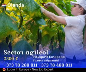 Lucru în Olanda - mezeluri, sere, fructe și legume!