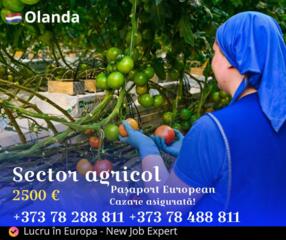 Lucru în Olanda - mezeluri, sere, fructe și legume!