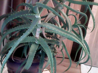 Срочно продам