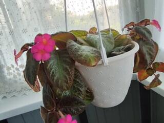 Продам комнатные растения