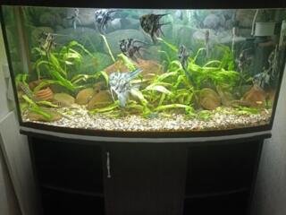 Аквариум 220л, без рыб.