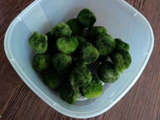 Продам кладофору