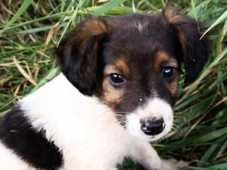 Подарю щенков