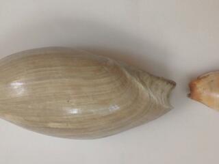 Ракушки морские