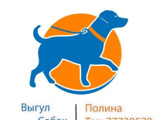 Выгул собак малых и средних размеров