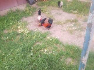 Декоративные петушки