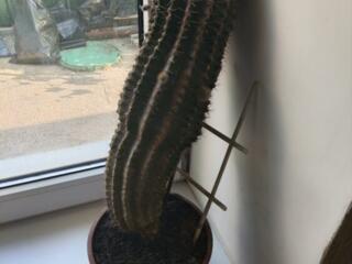 Продам цветы