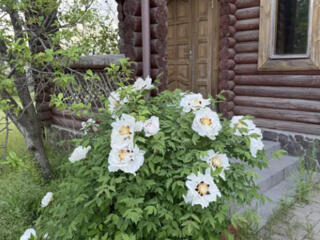 Эко дом-дача из сруба + гостевой дом, 10 км от Одессы