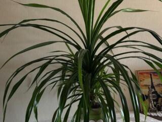 Palmier „Pandanus”