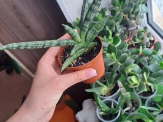 Продам комнатные растения