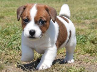 Продаются породистые клубные щенки Джек Рассел терьер.